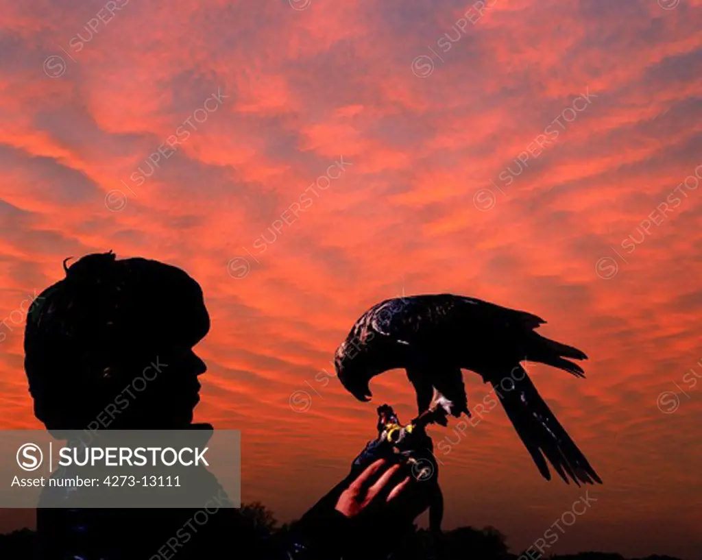 Falconer With Goshawk Accipiter Gentilis