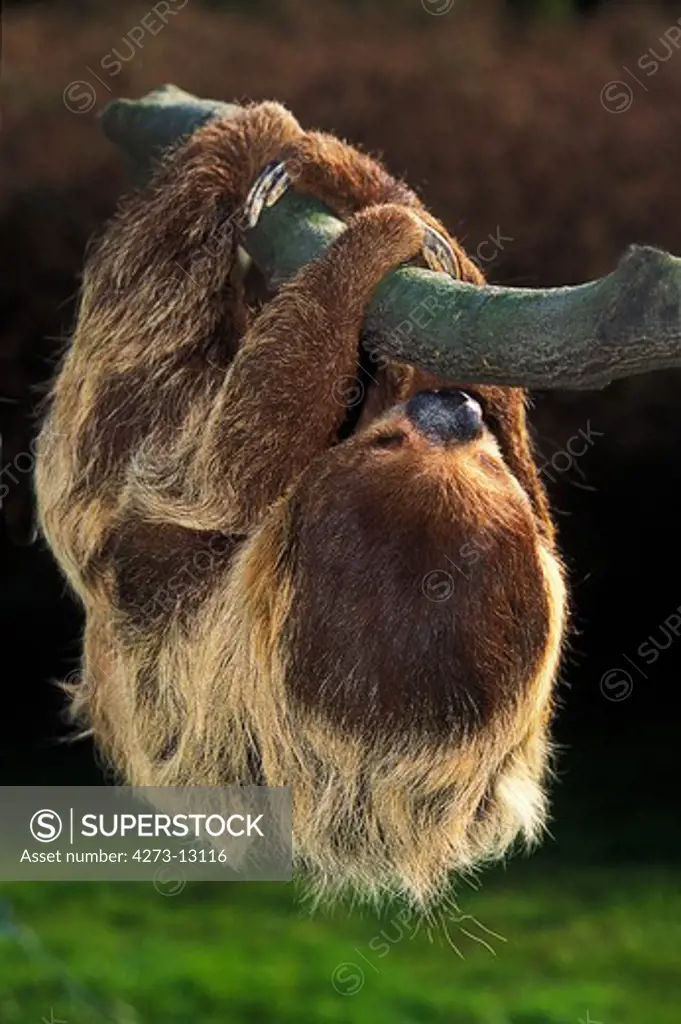 Two Toed Sloth Choloepus Didactylus, Adult Hanging From Branch