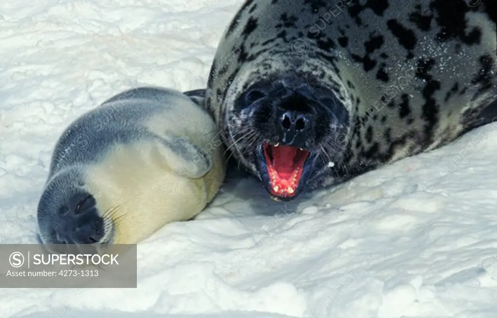 Female And Baby Hooded Seal Cystophora Cristata On Ice Field In Magdalena Island In Canada