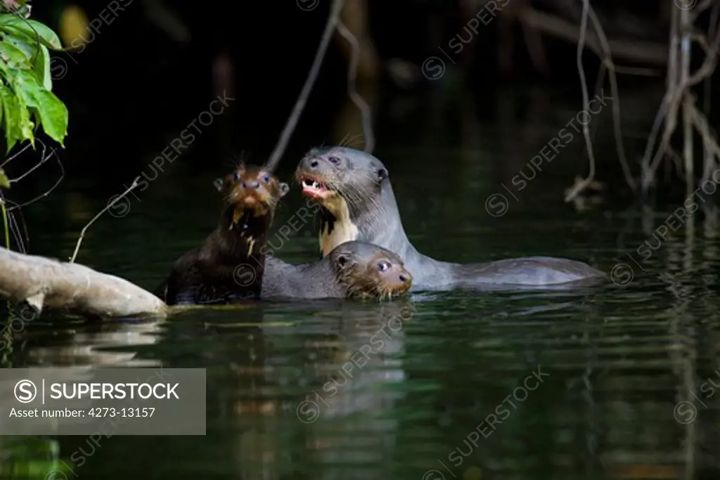 Giant Otter Pteronura Brasiliensis, Female With Youngs, Manu National Parc In Peru