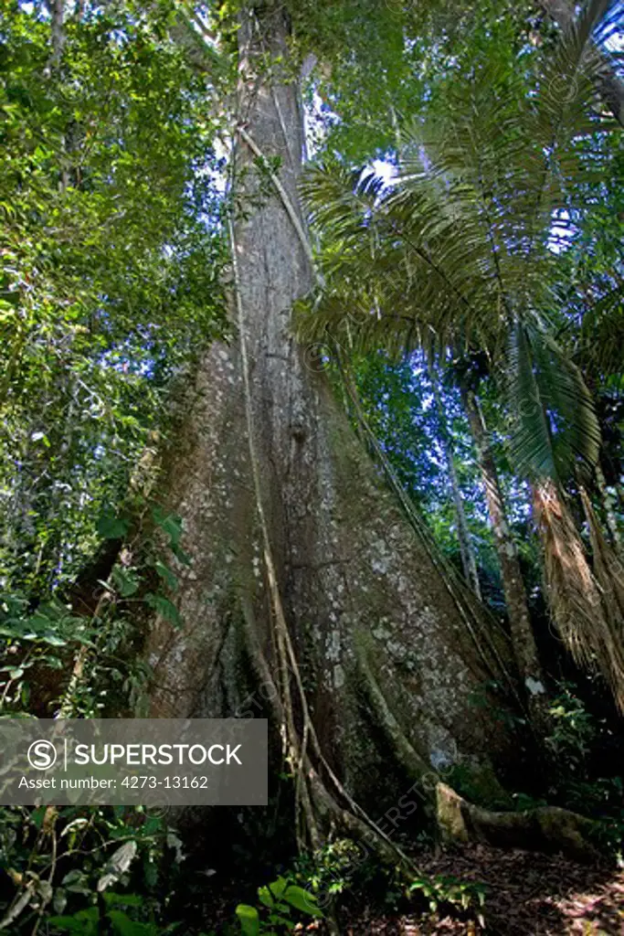 Rainforest, Manu National Park In Peru