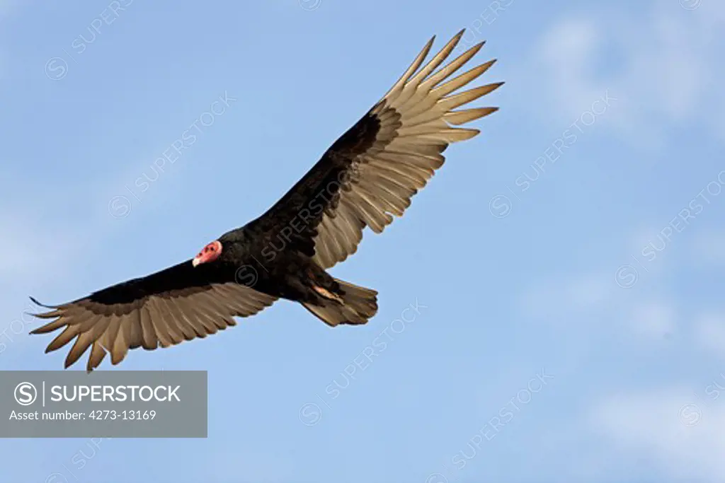 Turkey Vulture Cathartes Aura, Adult In Flight, Paracas National Parc In Peru