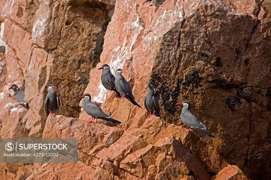 Inca Tern Larosterna Inca, Group Of Adults On Rock, Ballestas Islands In Paracas National Park, Peru