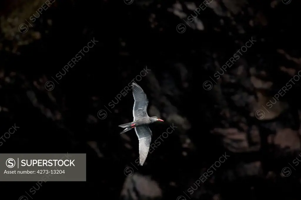 Inca Tern Larosterna Inca, Adult In Flight, Ballestas Islands In Paracas National Park, Peru