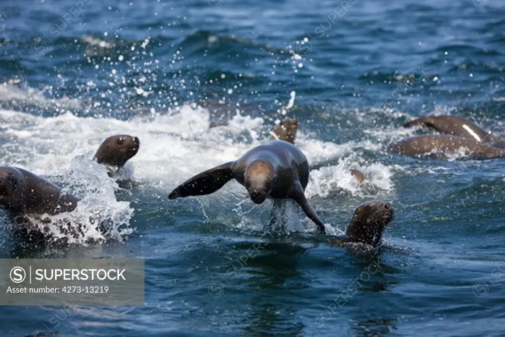 South American Sea Lion Or Southern Sea Lion Otaria Byronia, Females Playing In Water, Paracas National Park In Peru