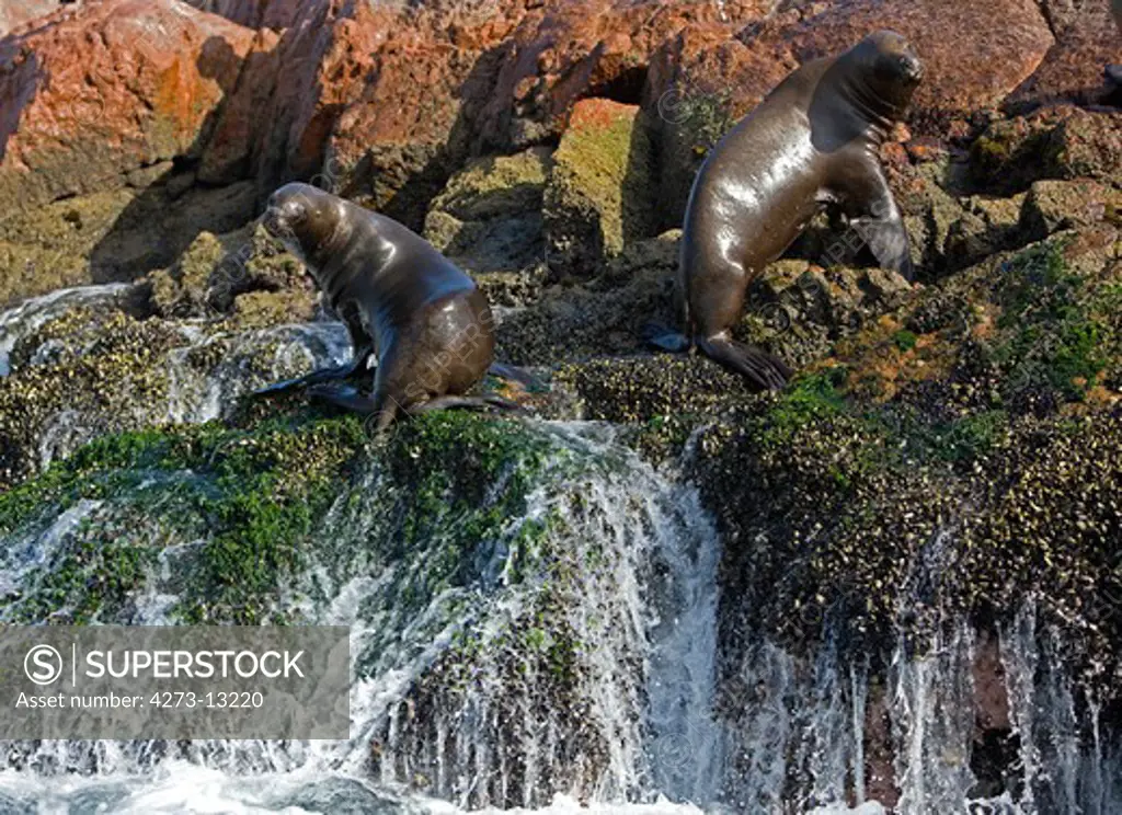 South American Sea Lion Or Southern Sea Lion Otaria Byronia, Adults Standing On Rock, Paracas National Park In Peru