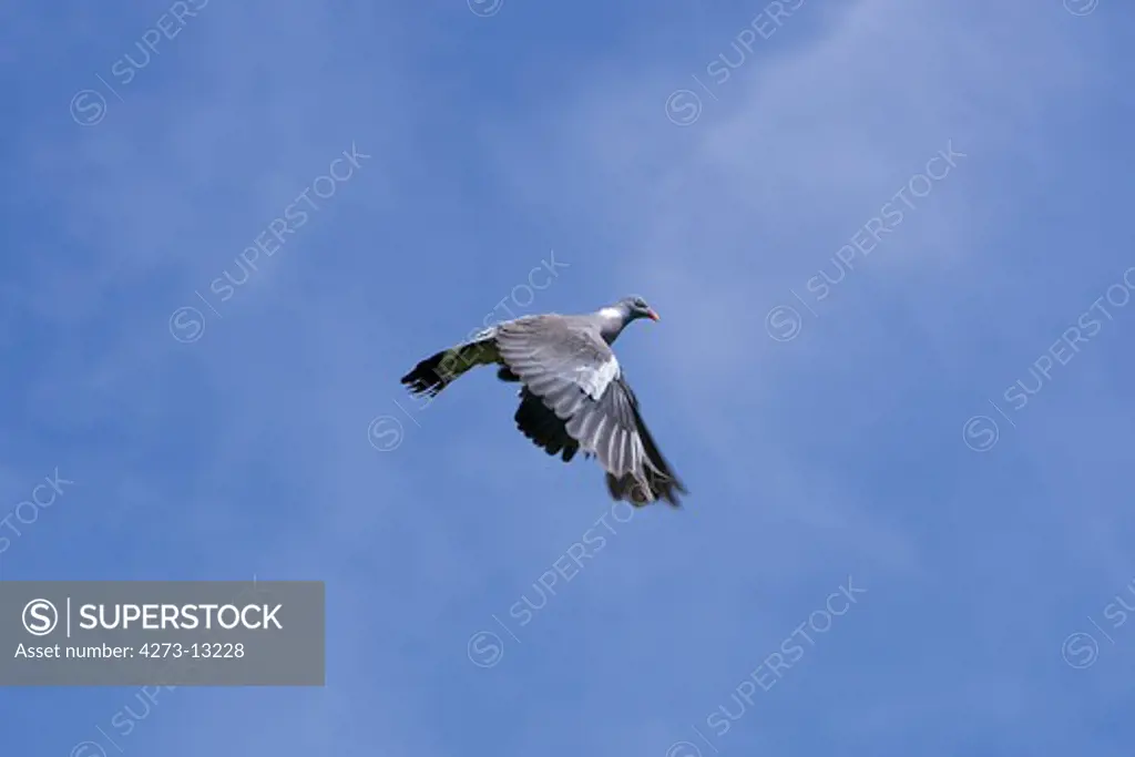 Wood Pigeon Columba Palumbus, Adult In Flight