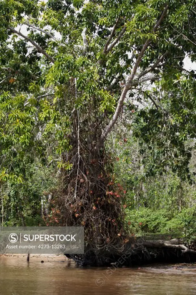 Tarapan Canonball Tree Couroupita Guianensis, Orinoco Delta In Venezuela