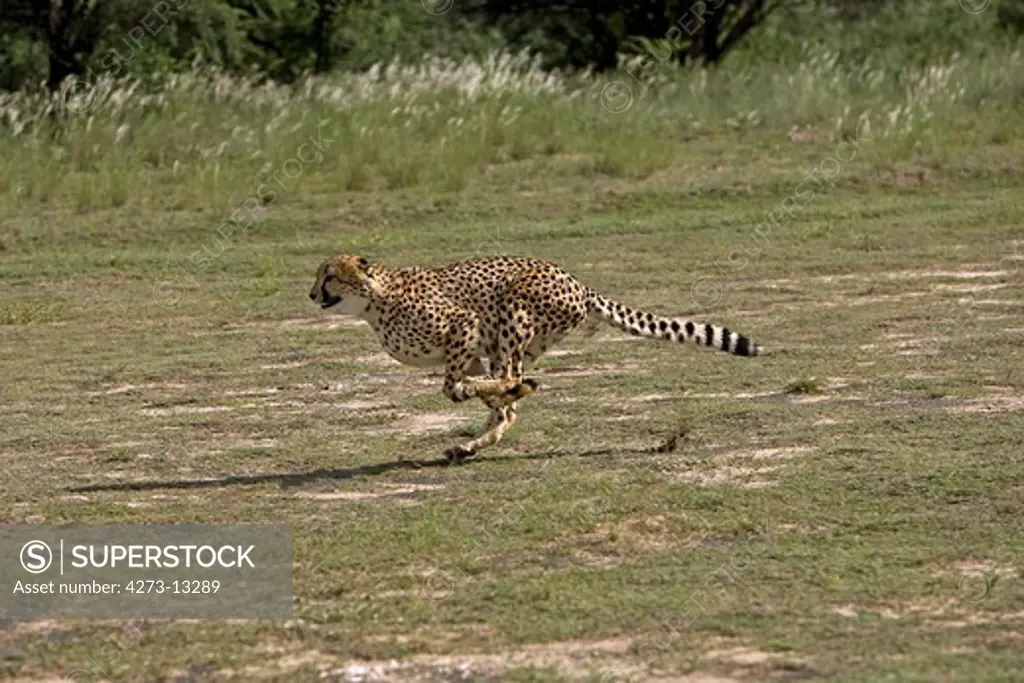 Cheetah Acinonyx Jubatus, Adult Running, Namibia