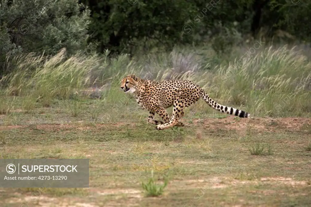 Cheetah Acinonyx Jubatus, Adult Running, Namibia