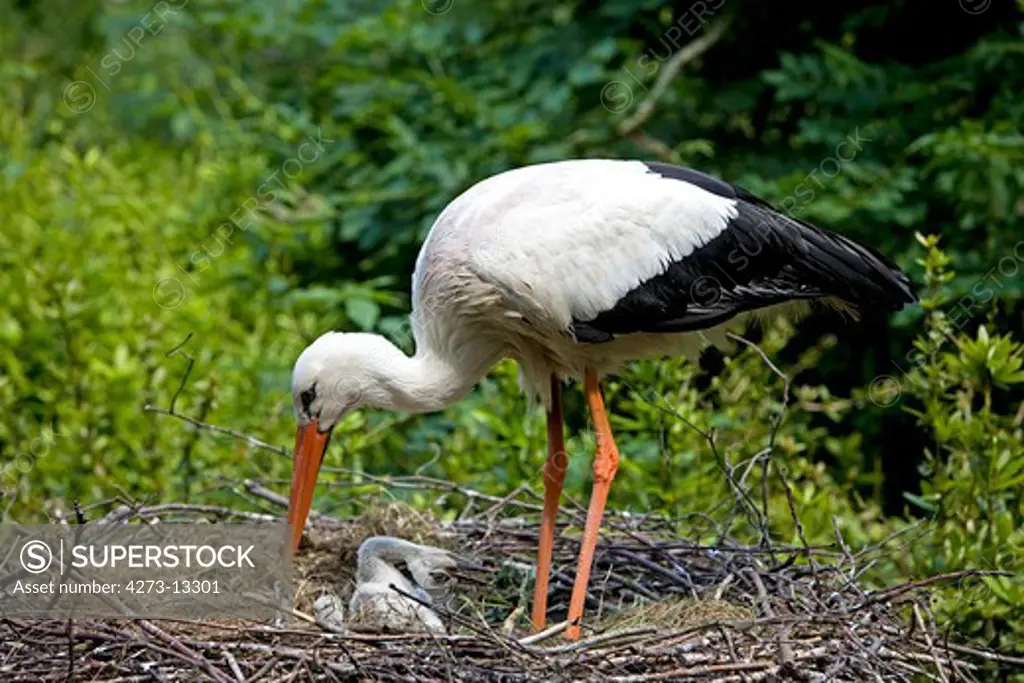 White Stork Ciconia Ciconia, Adult With Chick At Nest, Normandy In France