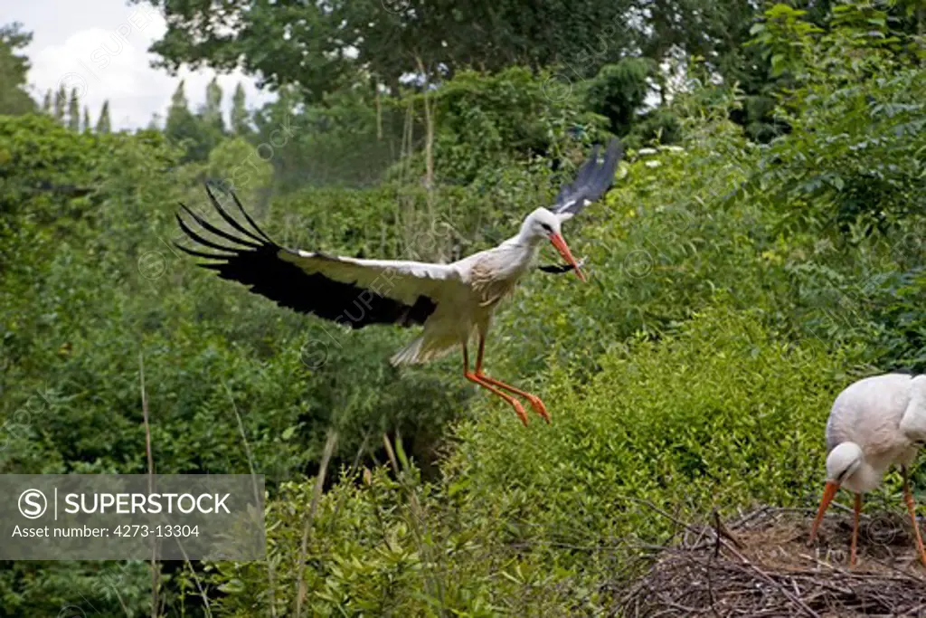 White Stork Ciconia Ciconia, Building Nest, Adult In Flight With Building Material In Beak, Normandy In France