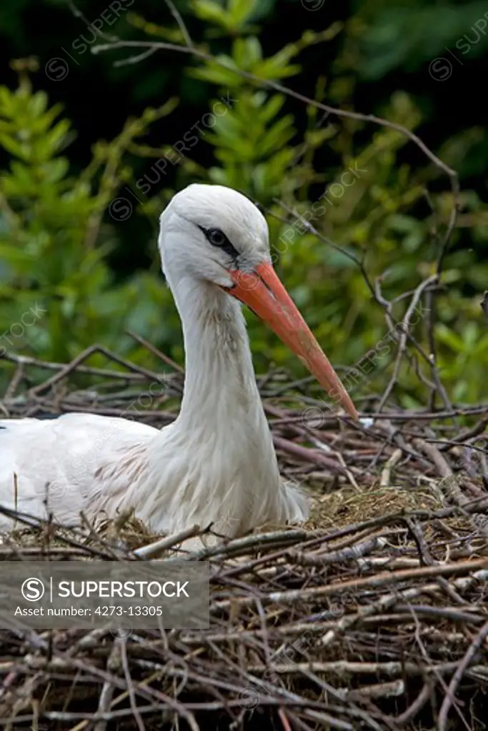 White Stork Ciconia Ciconia, Adult Brooding, Sitting On Nest, Normandy In France