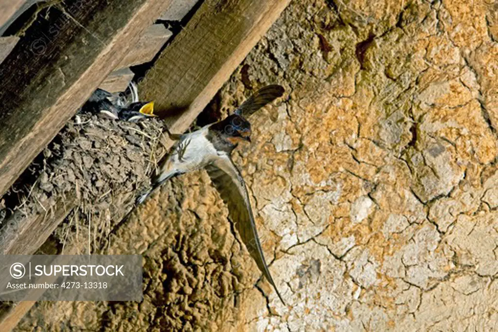 Barn Swallow Or European Swallow Hirundo Rustica, Adult In Flight, Feeding Chicks At Nest, Normandy In France