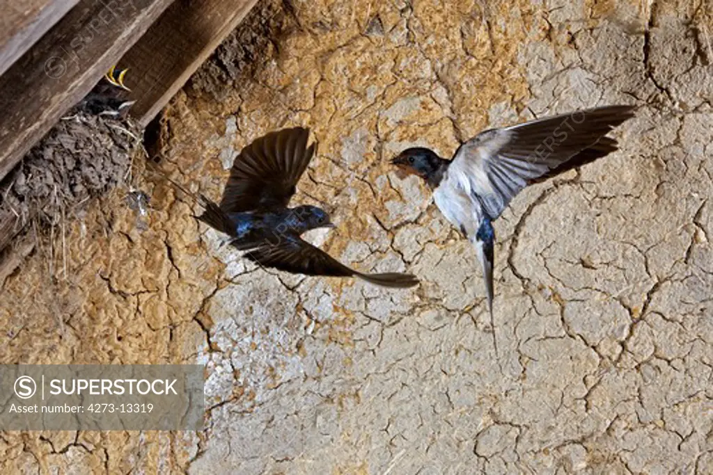 Barn Swallow Or European Swallow Hirundo Rustica, Adult In Flight, Feeding Chicks At Nest, Normandy In France