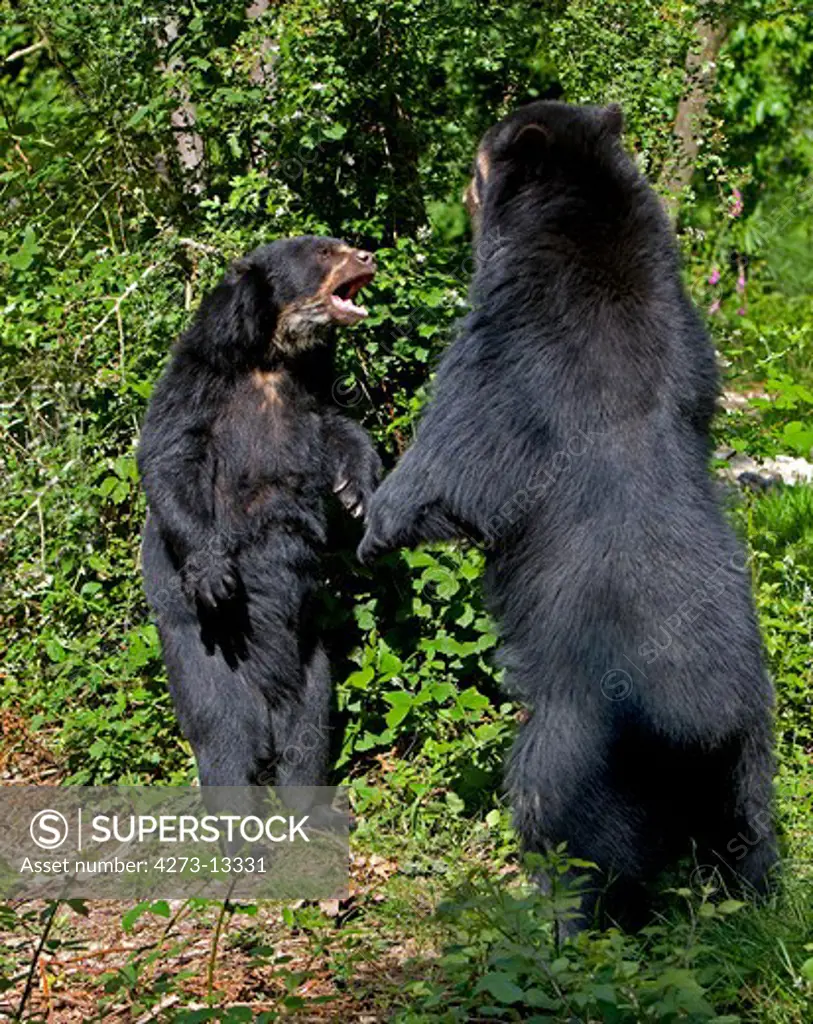 Spectacled Bear Tremarctos Ornatus, Adults Standing On Hind Legs, Fight