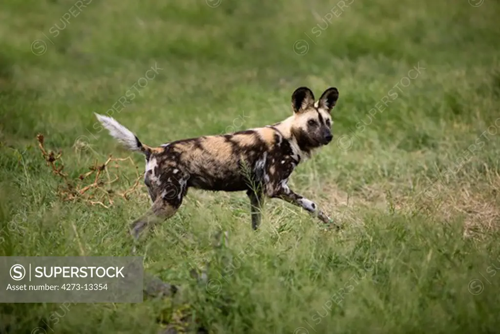 African Wild Dog Lycaon Pictus, Adult Standing In Long Grass, Namibia