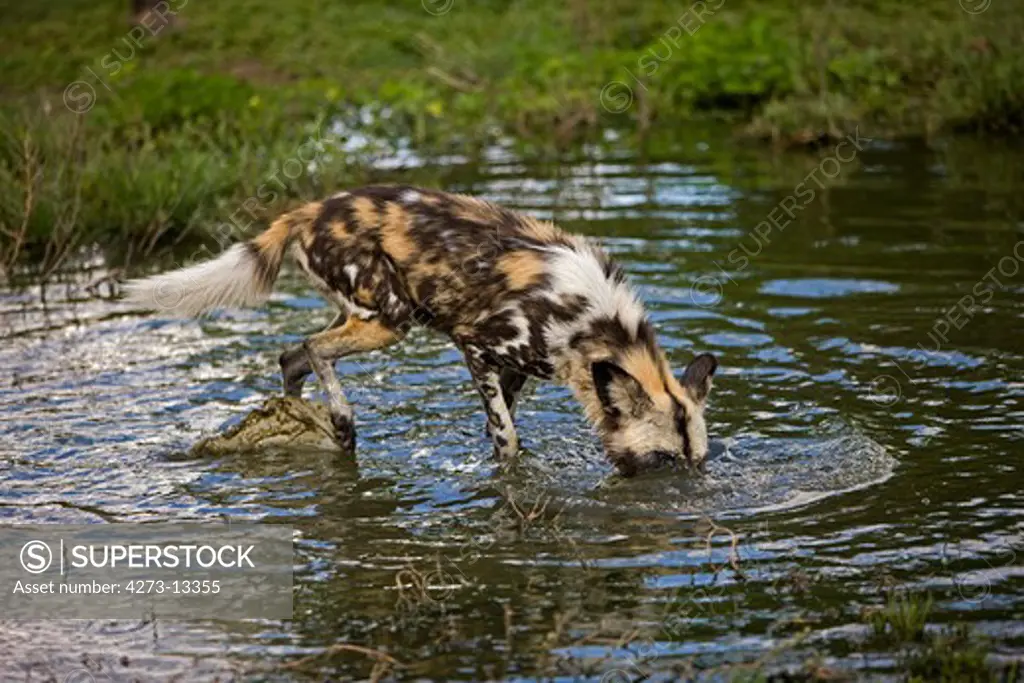 African Wild Dog Lycaon Pictus, Adult Looking For Prey, Namibia