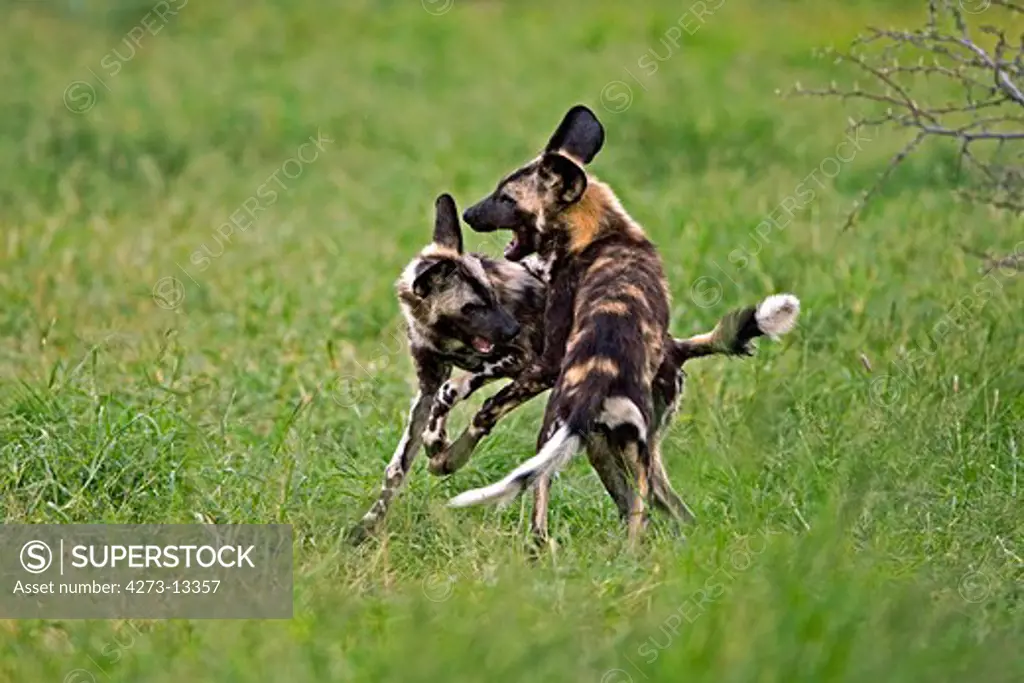 African Wild Dog Lycaon Pictus, Pair Playing, Namibia