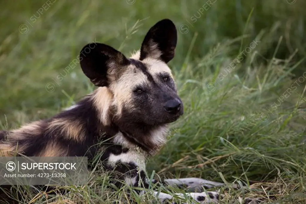 African Wild Dog Lycaon Pictus, Adult Laying Down On Grass, Namibia
