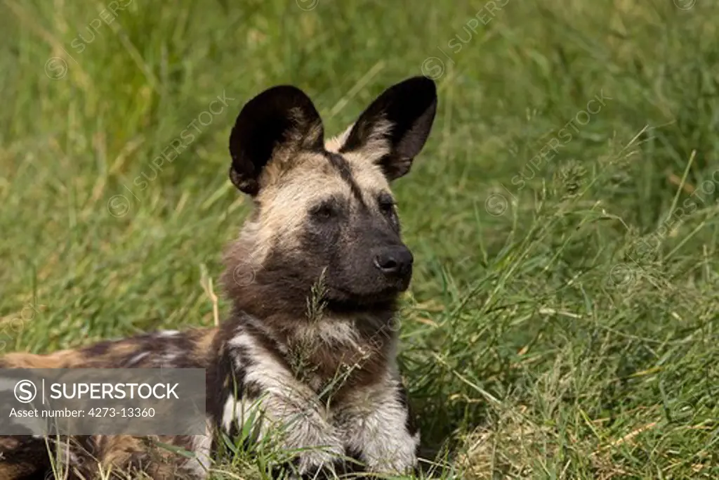 African Wild Dog Lycaon Pictus, Adult Laying Down On Grass, Namibia