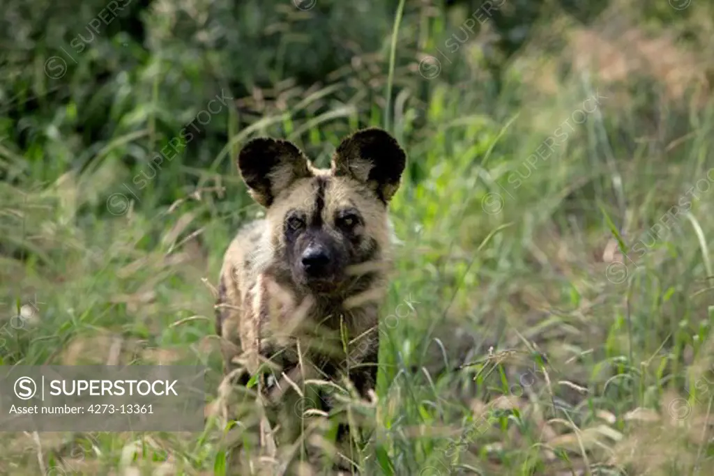 African Wild Dog Lycaon Pictus, Adult Emerging From Long Grass, Namibia