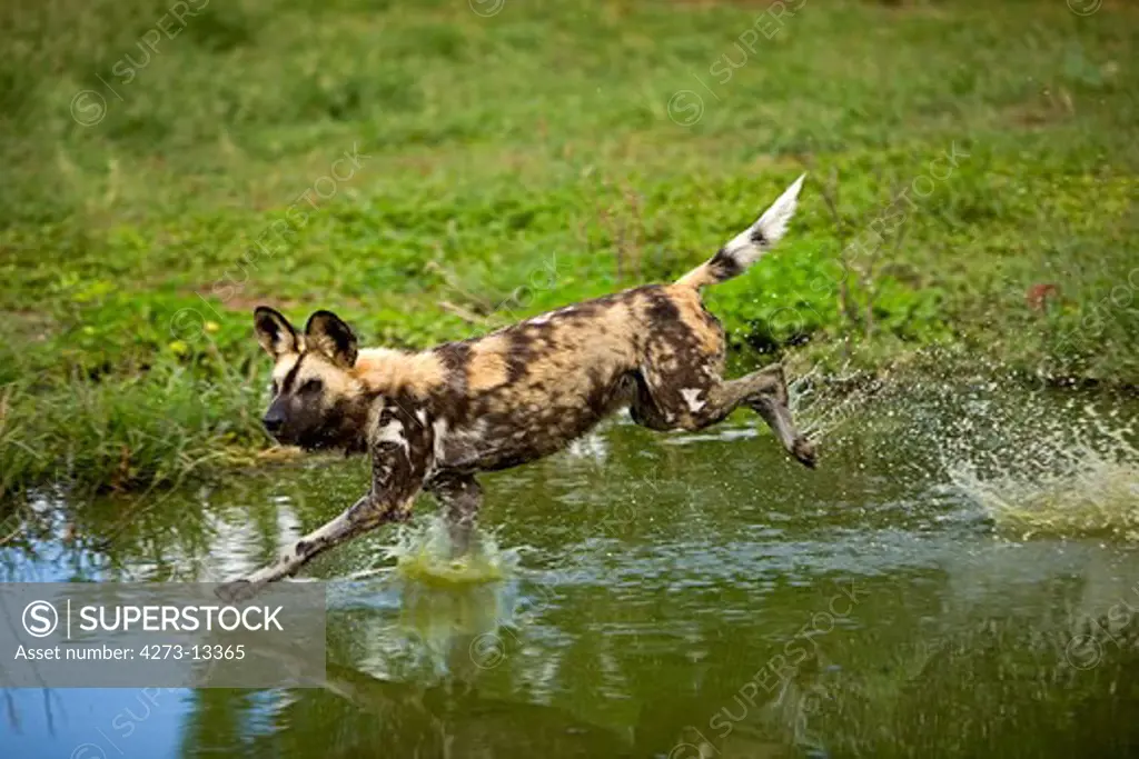 African Wild Dog Lycaon Pictus, Adult Running Through Water, Namibia