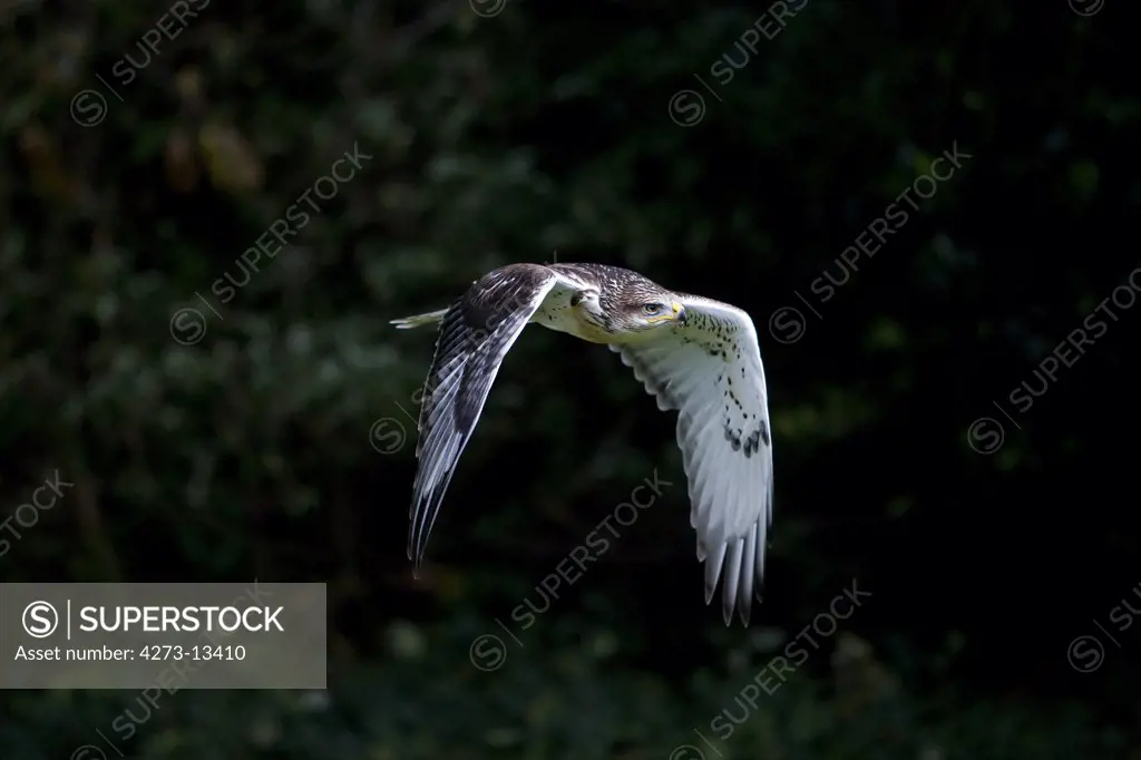 Ferruginous Hawk Buteo Regalis, Adult In Flight