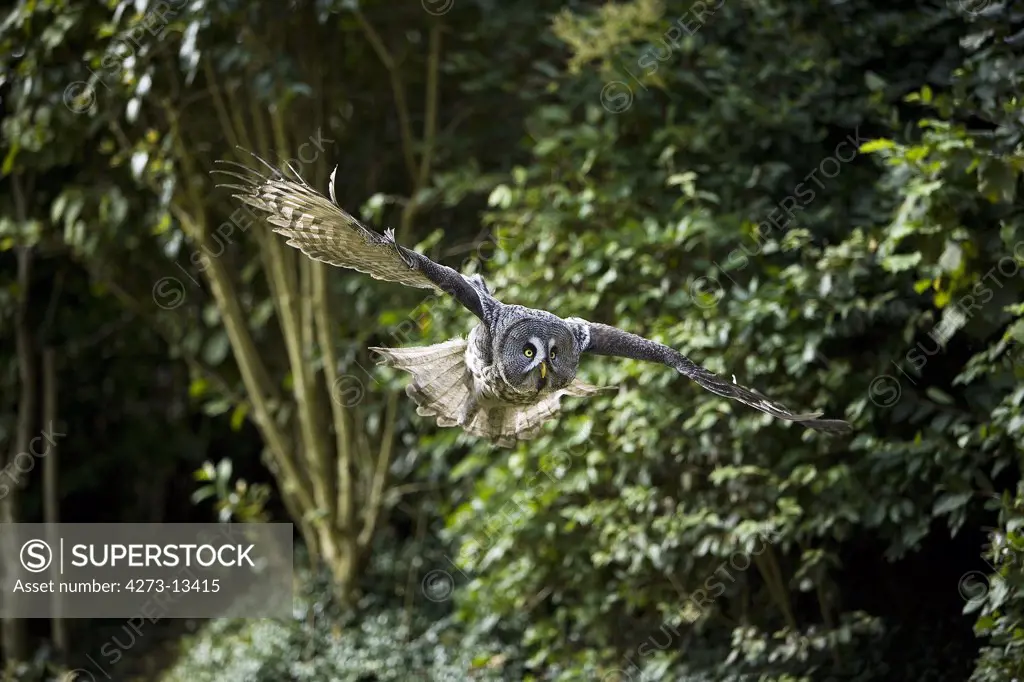 Great Grey Owl Strix Nebulosa, Adult In Flight