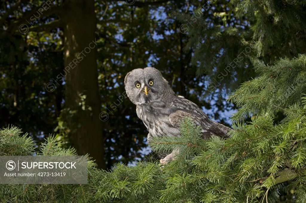 Great Grey Owl Strix Nebulosa, Adult Standing In Tree