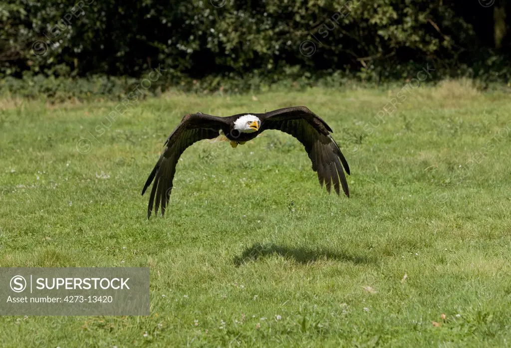 Bald Eagle Haliaeetus Leucocephalus, Adult In Flight