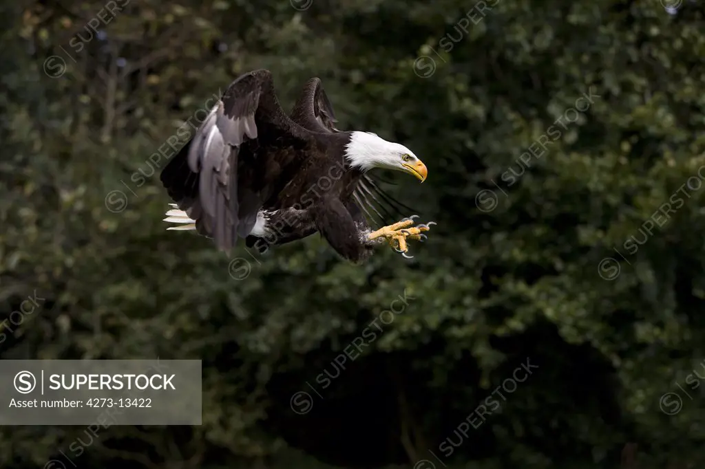 Bald Eagle Haliaeetus Leucocephalus, Adult In Flight With Open Claws