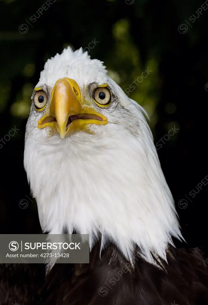 Bald Eagle Haliaeetus Leucocephalus, Portrait Of Adult