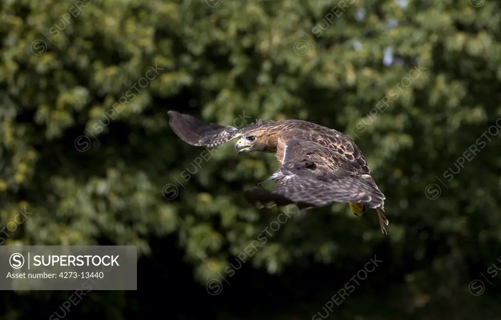 Red-Tailed Hawk Buteo Jamaicensis, Adult In Flight