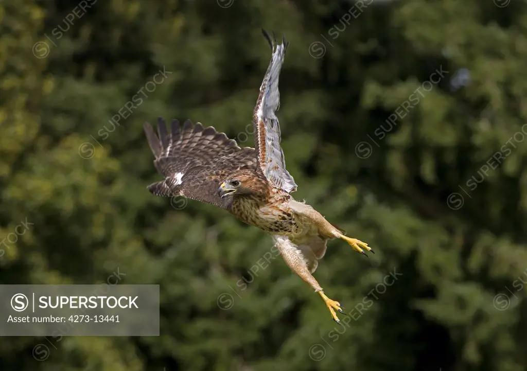Red-Tailed Hawk Buteo Jamaicensis, Adult In Flight