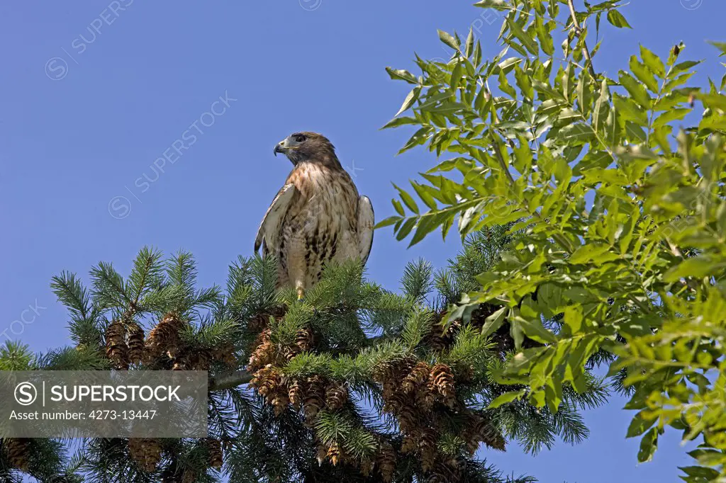 Red-Tailed Hawk Buteo Jamaicensis, Adult Standing On Branch