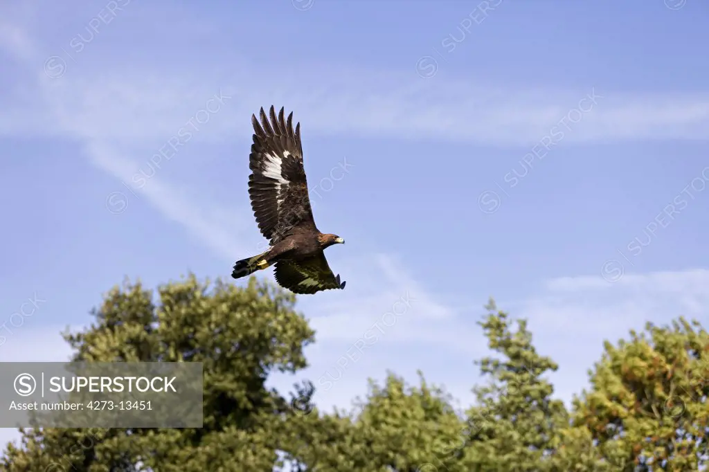 Golden Eagle Aquila Chrysaetos, Adult In Flight