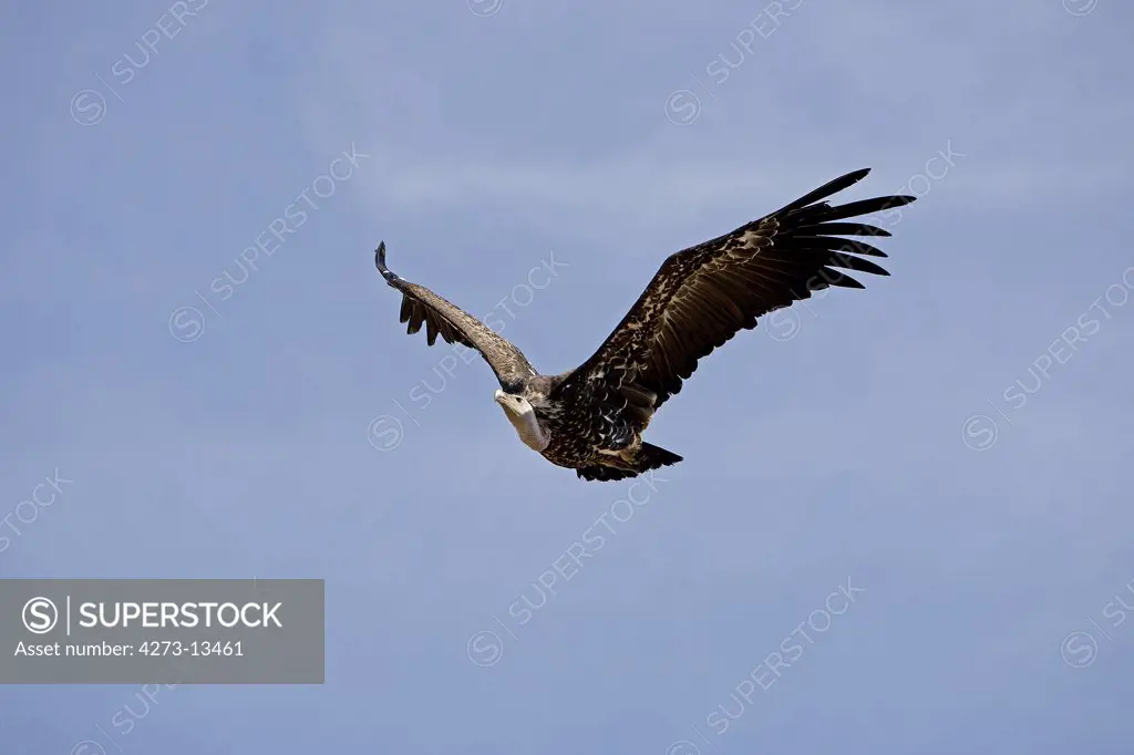 Ruppell'S Vulture Gyps Rueppellii, Adult In Flight, Masai Mara Park, Kenya