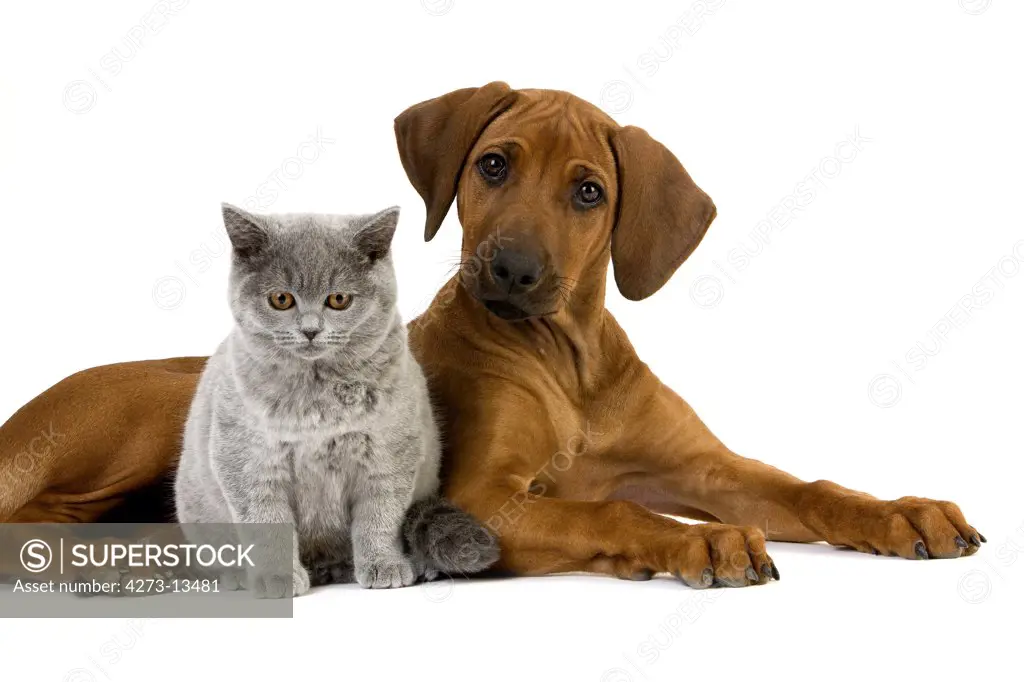 British Shorthair Lilac Male Cat And Rhodesian Ridgeback 3 Months Old Puppy