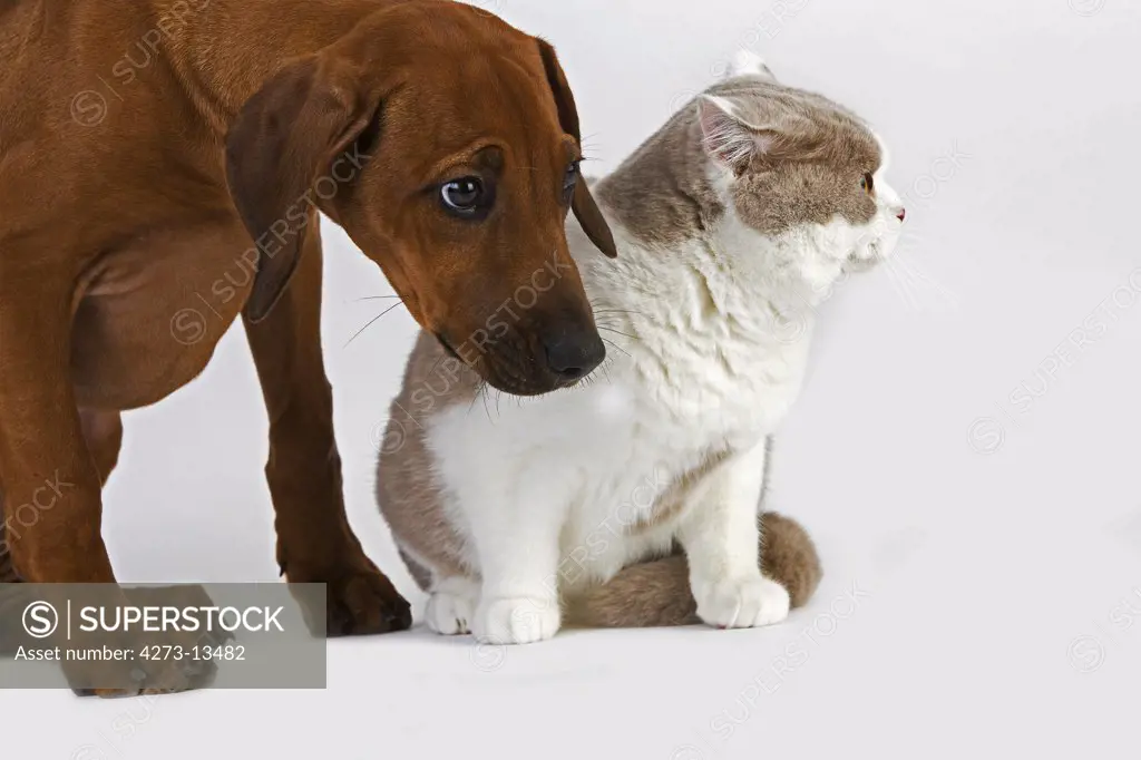 British Shorthair Lilac And White With A Rhodesian Ridgeback 3 Months Old Pup
