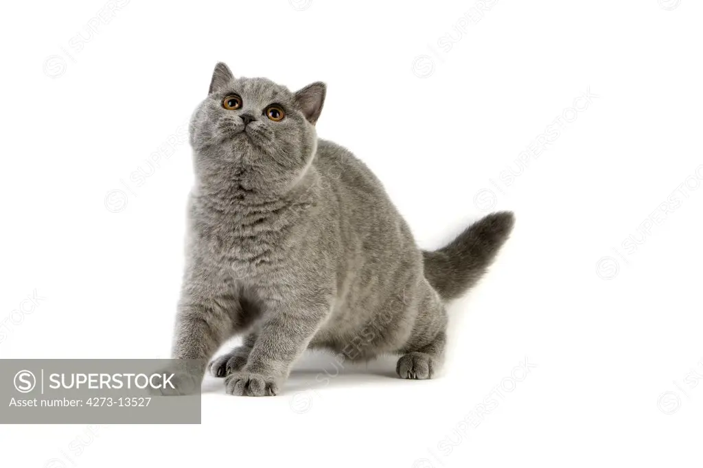 Blue British Shorthair Domestic Cat, Female Against White Background