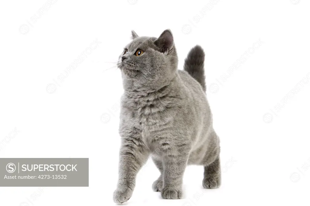 Blue British Shorthair Domestic Cat, Femelle Against White Background