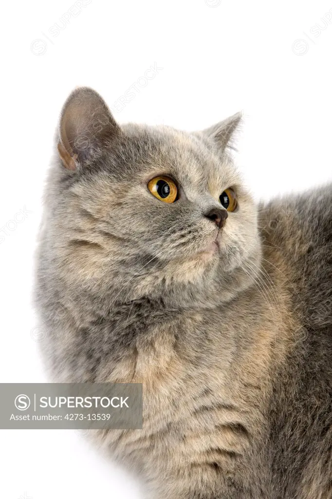 Blue Cream British Shorthair Cat, Female Adult Against White Background