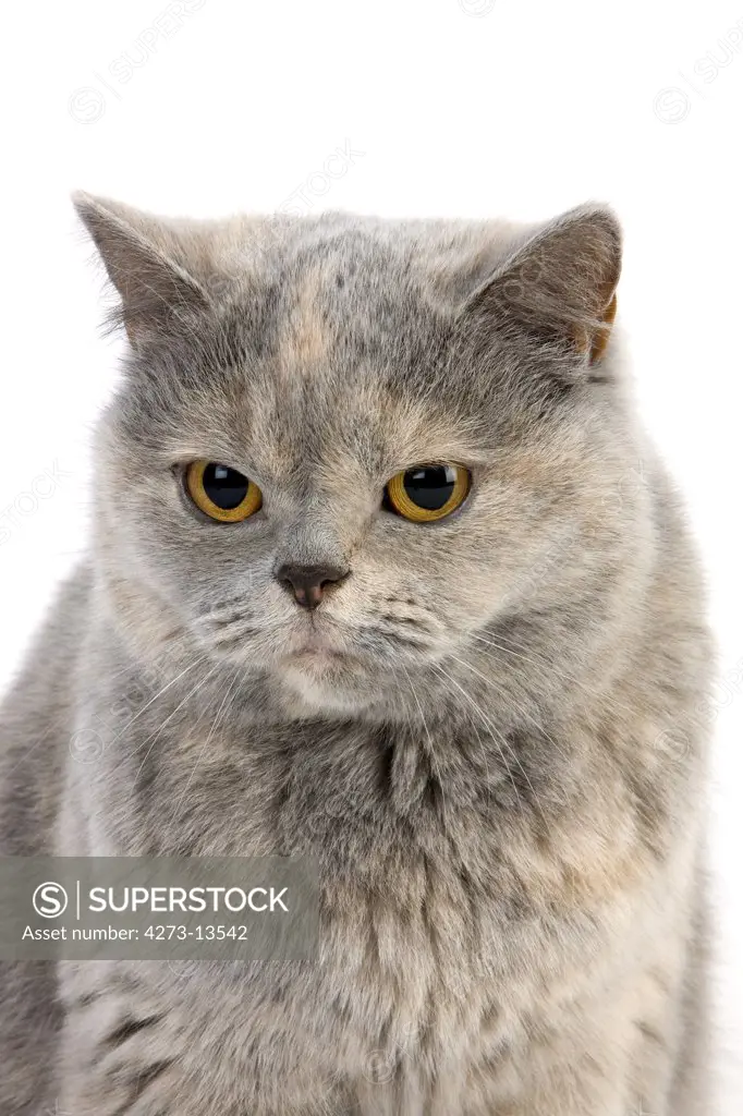 Blue Cream British Shorthair Domestic Cat, Female Against White Background