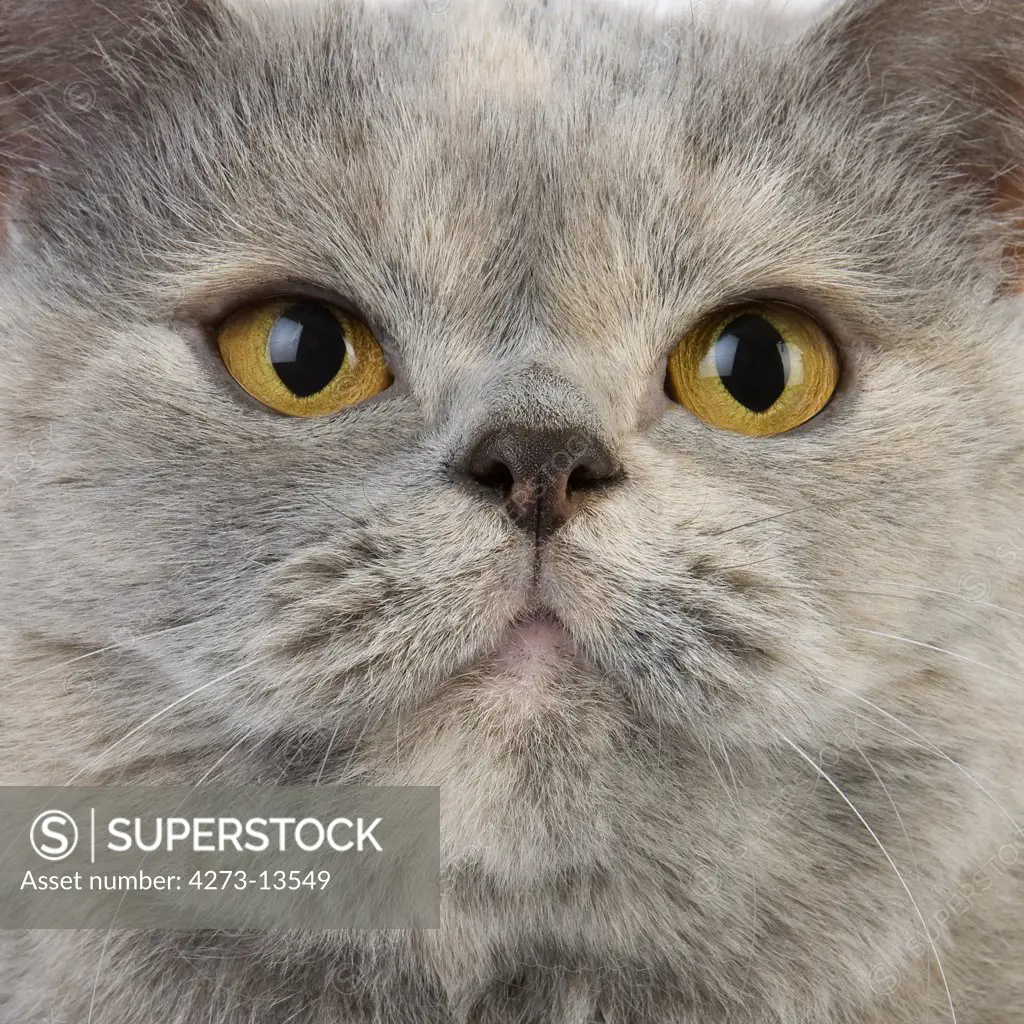 Blue Cream British Shorthair Domestic Cat, Portrait Of Female