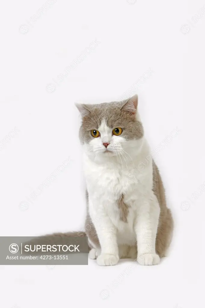 Lilac And White British Shorthair Domestic Cat, Male Against White Background