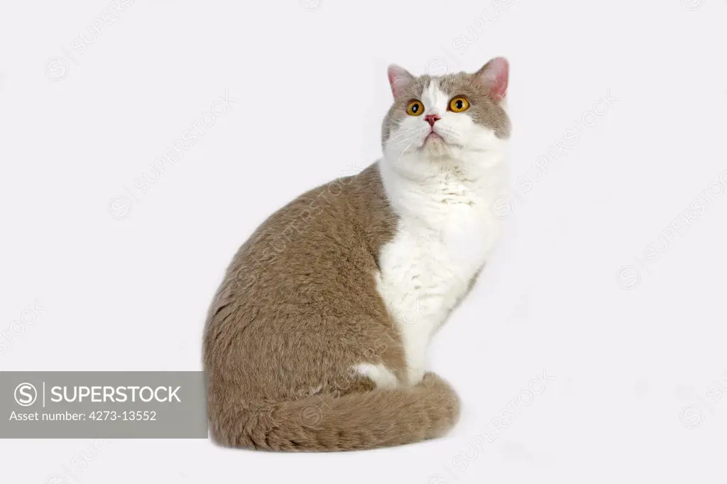 Lilac And White British Shorthair Domestic Cat, Male Against White Background