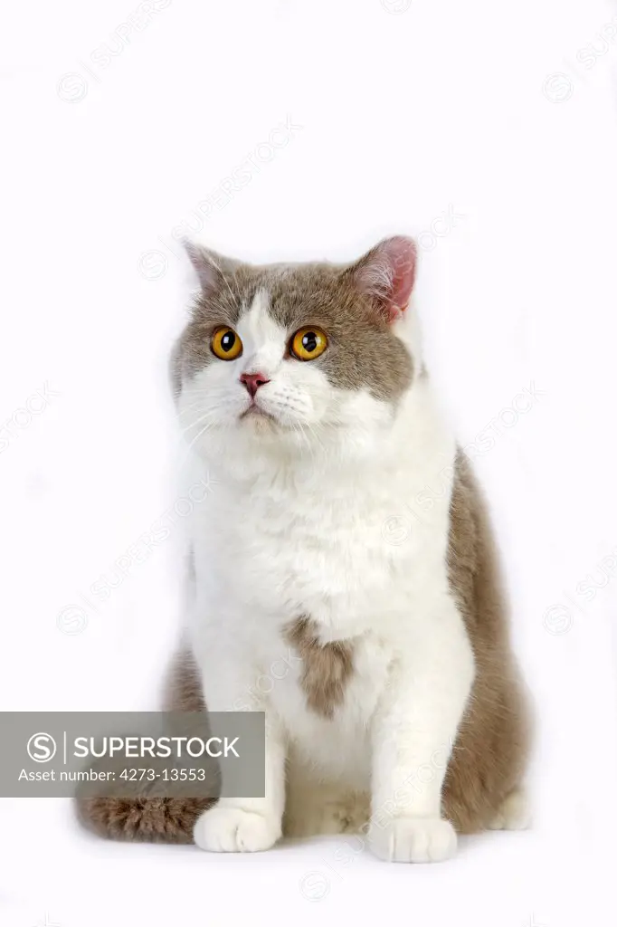 Lilac And White British Shorthair Cat, Adult Male Against White Background