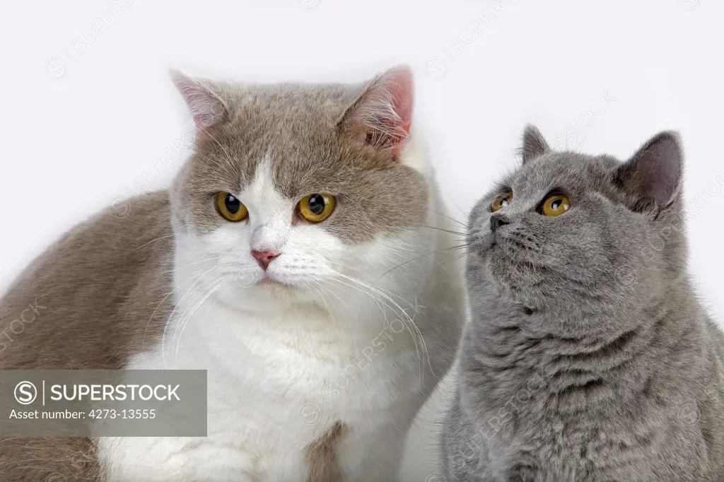 Lilac And White British Shorthair Domestic Male With Blue British Shorthair Cat Against White Background