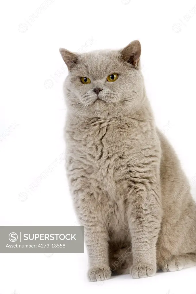Lilac British Shorthair Domestic Cat, Male Against White Background